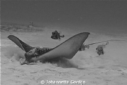 smooth trunkfish with spotted eagle ray in black and white by Johannetta Gordijn 